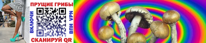 kraken ССЫЛКА  как найти закладки  Кызыл  Псилоцибиновые грибы Psilocybine cubensis 